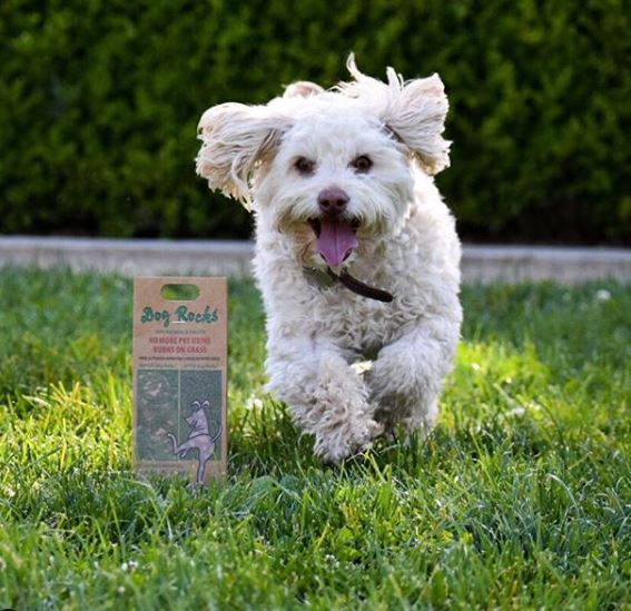 How Dog Rocks came to be a household name