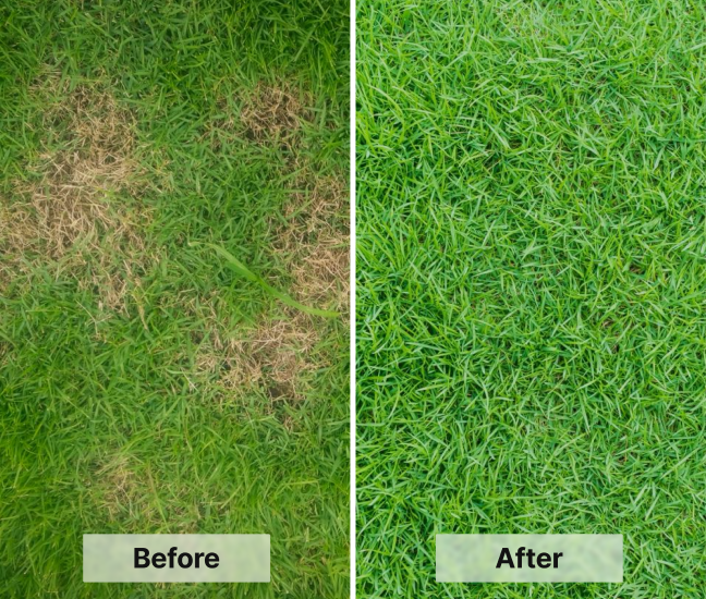 Dog Rocks - 2 Month Supply - 200g (0.4lb) + BeLoved Shampoo Bar.