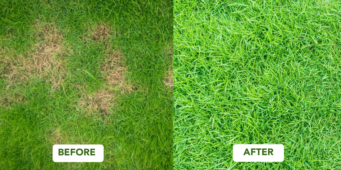 How To Get Rid Of Yellow Spots On Your Lawn - Naturally