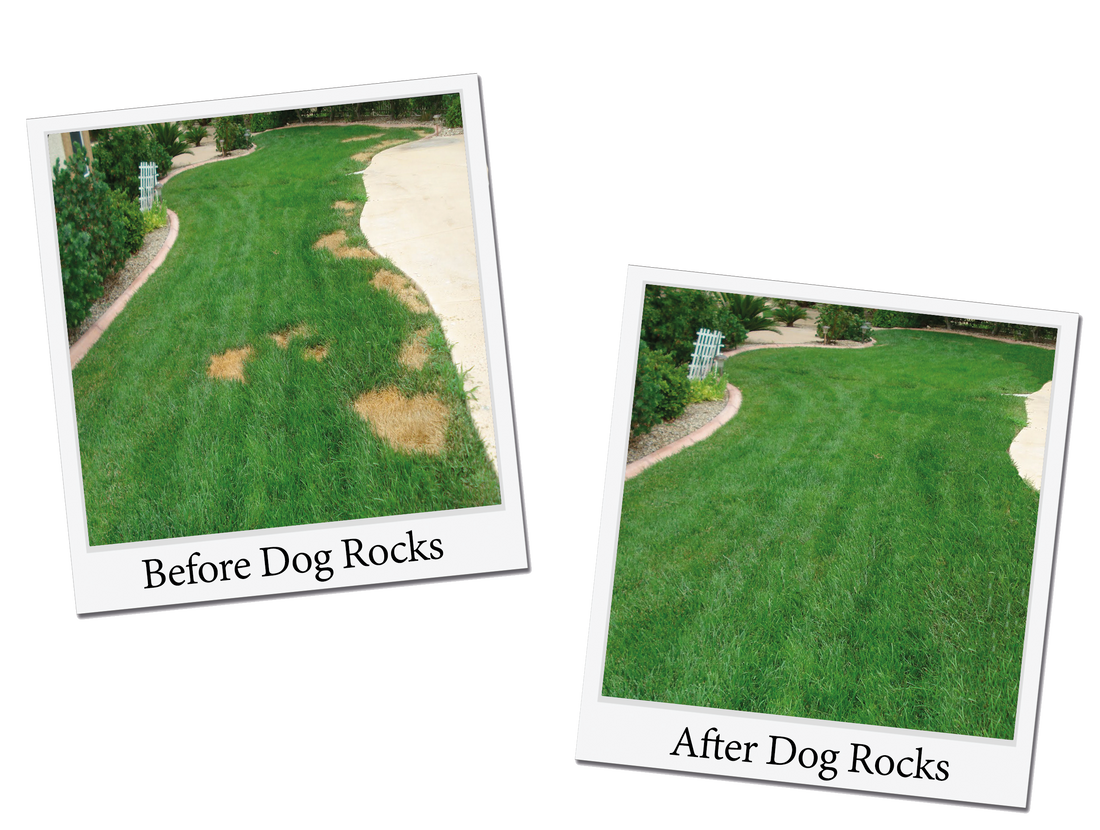 The Solution to your Yellow Lawn Spots: The all-natural product your dog needs