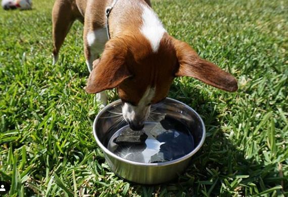 The perfect Dog Rocks ratio