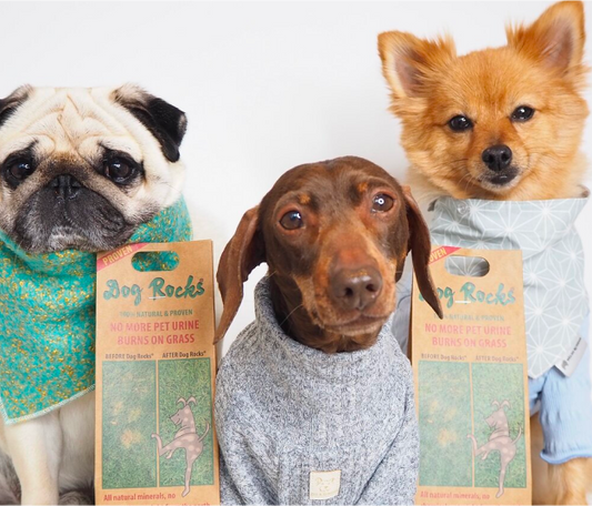 Eco Conscious Dog Owners have used Dog Rocks for decades, here is why.