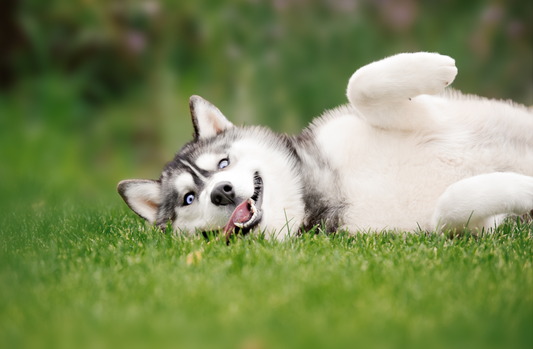 How Long Can a Dog Be Left Alone