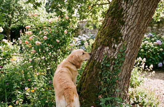 How Often Should a Dog Pee?