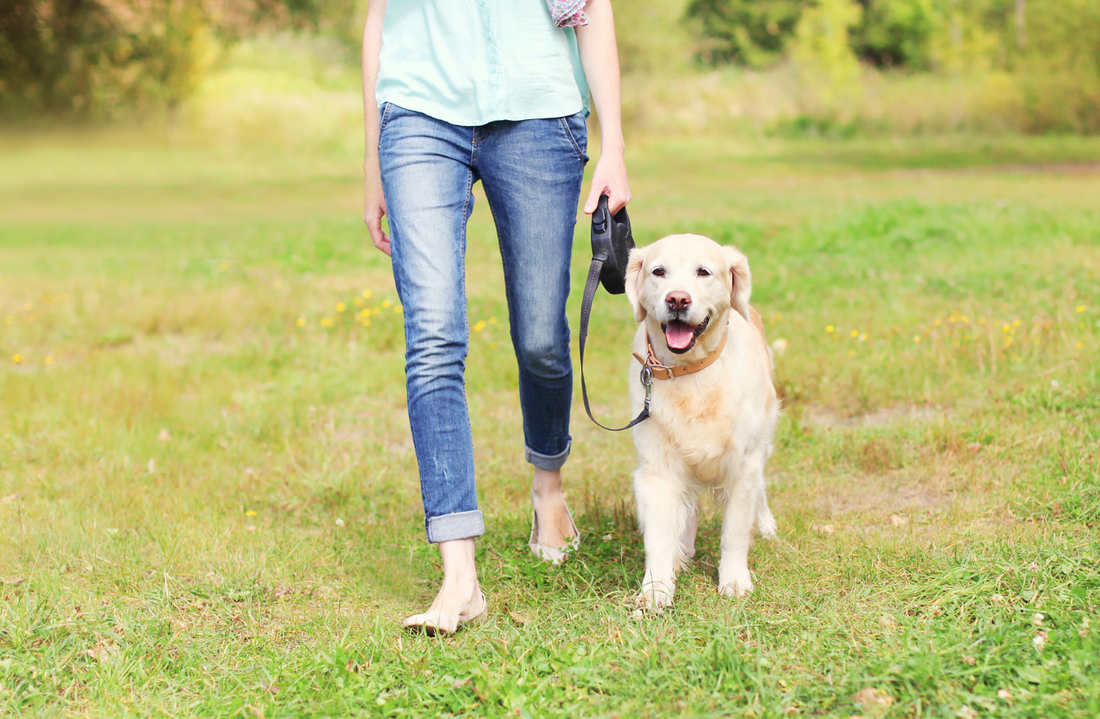 How to Stop a Dog Pulling on the Leash.  Trainer-Approved Tips