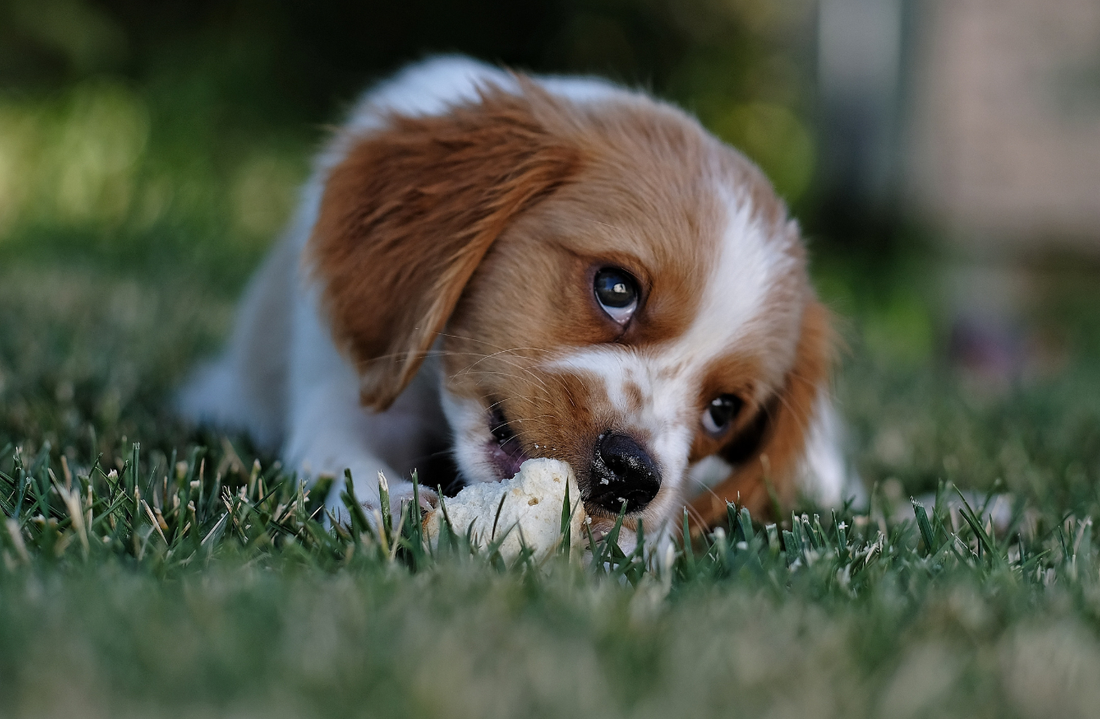 What Human Foods Can Dogs Eat