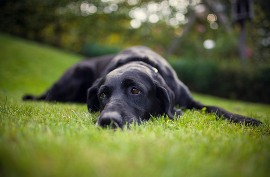 How to Train Your Dog to