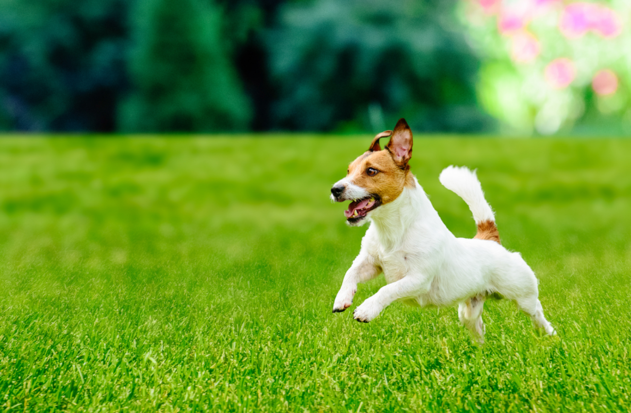 Photo inspiration: Visual Reference: Why Dogs Eat Grass Dog Rocks Stop Pet Pee Burn