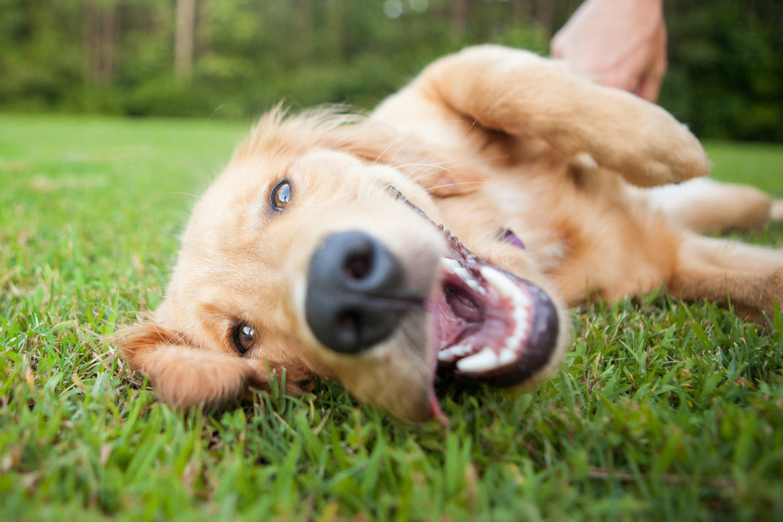 Maximising the effectiveness of Dog Rocks is simple; following these three top tips will dramatically improve results for a healthier, greener lawn.